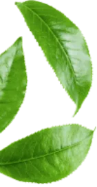Plant Left